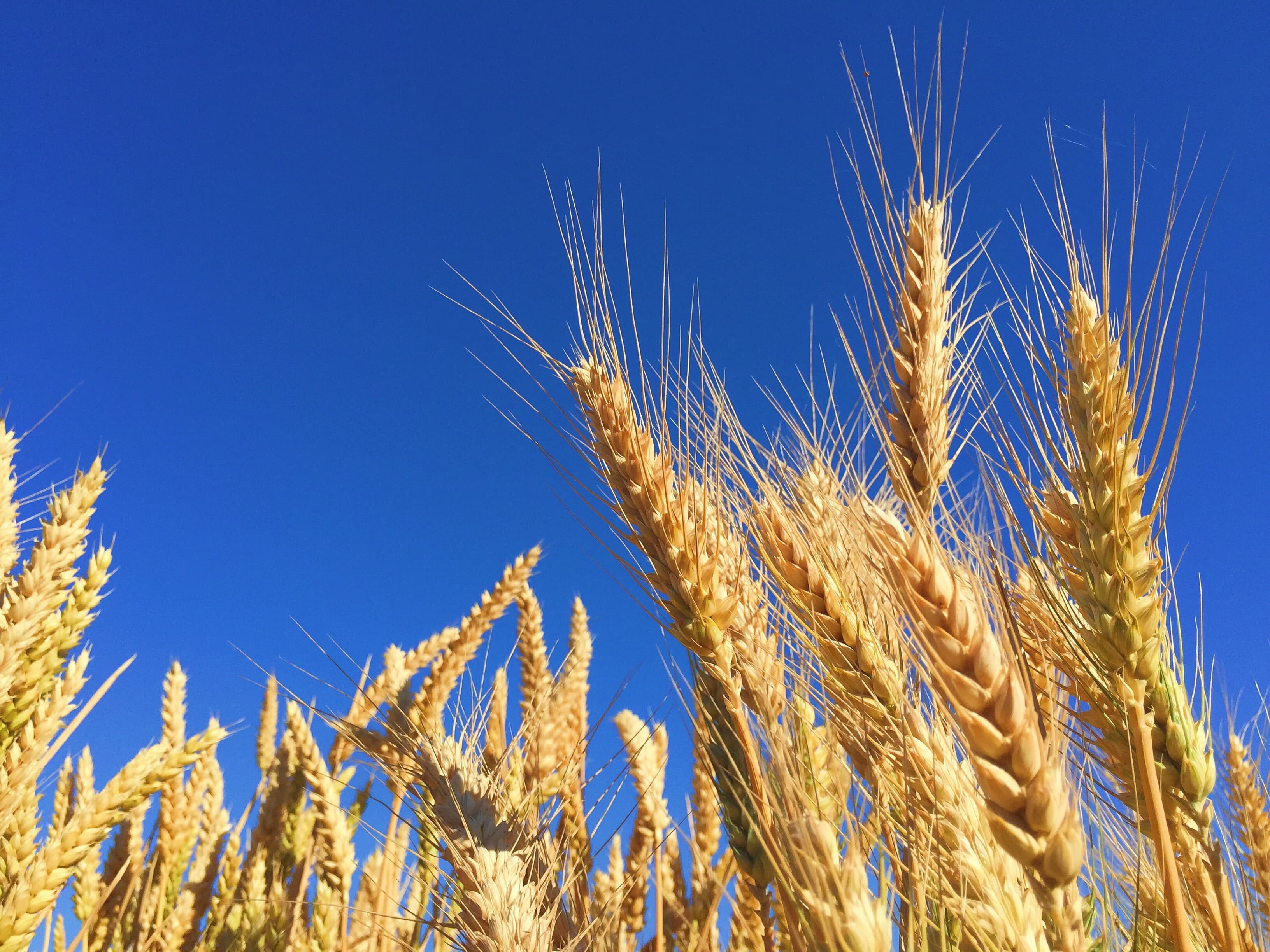 grain field 2